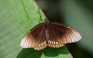 Crow Butterfly (Euploea sp.)